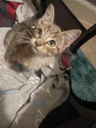Found/Stray Unknown Cat last seen Autumn Pines Trl, Houston, TX 77084