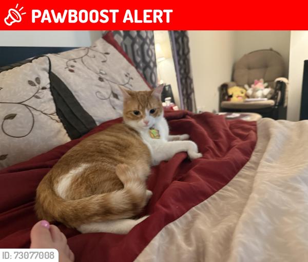 Lost Female Cat last seen Kingswood apmts West Chester Ohio, West Chester Township, OH 45069