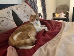 Lost Female Cat last seen Kingswood apmts West Chester Ohio, West Chester Township, OH 45069