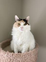 Lost Female Cat last seen 85th and Golden Given Rd E, Midland, WA 98445