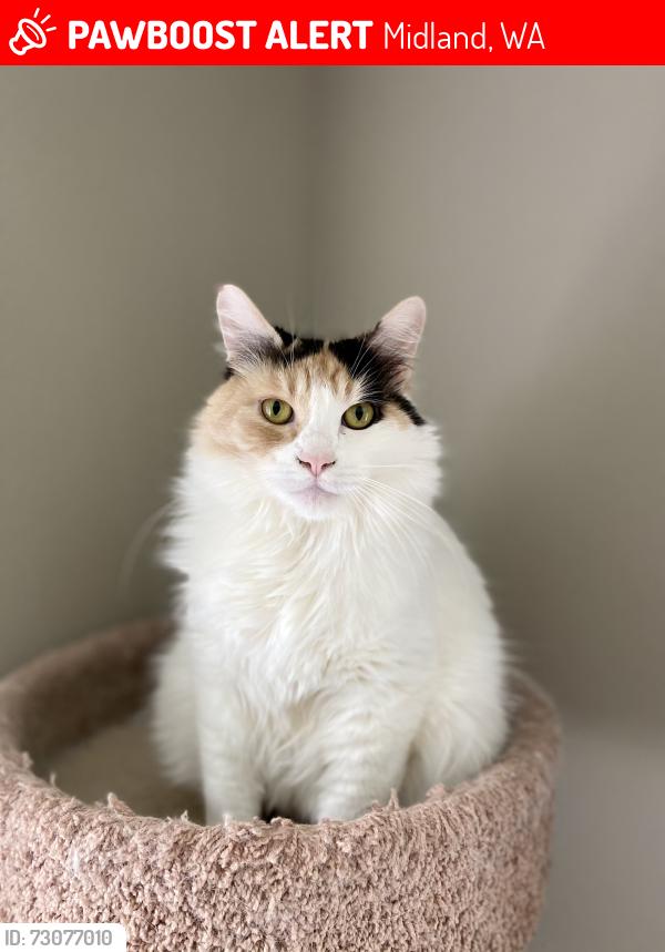 Lost Female Cat last seen 85th and Golden Given Rd E, Midland, WA 98445