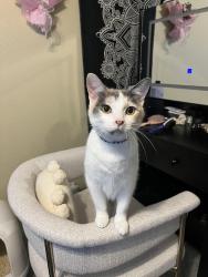 Reunited Female Cat last seen Near candleglow st castle rock CO 80109, Castle Rock, CO 80109