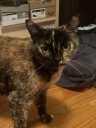 Lost Female Cat last seen Conata, Los Lomas, Duarte, CA 91010
