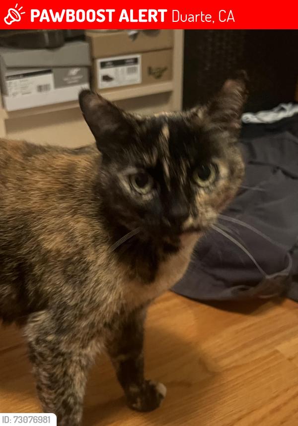 Lost Female Cat last seen Conata, Los Lomas, Duarte, CA 91010