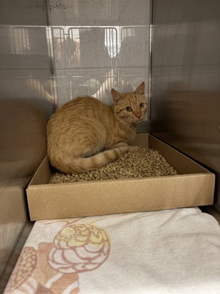 Shelter Stray Unknown Cat last seen Near Linwood Road, County/Unicorporated, NC, 1491 Business Park Ct, Gastonia, NC 28052, USA