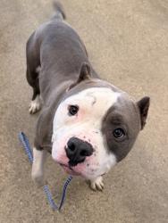 Shelter Stray Male Dog last seen E 185 & Neff, 5th District, OH, 9203 Detroit Ave, Cleveland, OH 44102, USA