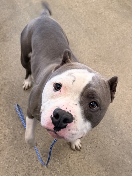 Shelter Stray Male Dog last seen E 185 & Neff, 5th District, OH, 9203 Detroit Ave, Cleveland, OH 44102, USA