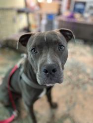 Shelter Stray Male Dog last seen Near Montreal Road East, Tucker 30084, 30084, GA, 3280 Chamblee Dunwoody Rd, Chamblee, GA 30341, USA