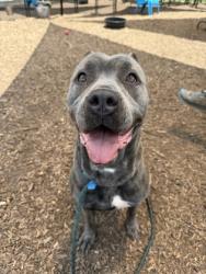 Shelter Stray Female Dog last seen Near Ridge Forest Dr, 30083, GA, 3280 Chamblee Dunwoody Rd, Chamblee, GA 30341, USA