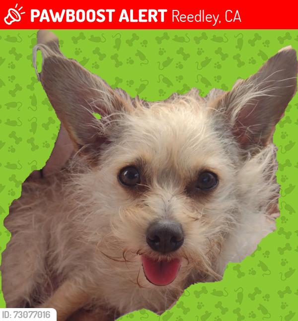 Lost Female Dog last seen Bottom willow and manning reedley cal, Reedley, CA 93654