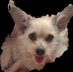 Lost Female Dog last seen Bottom willow and manning reedley cal, Reedley, CA 93654