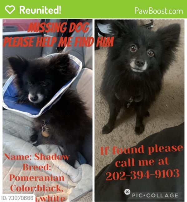 Reunited Male Dog last seen Central ave se and 54th street se, Washington, DC 20019