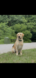 Lost Male Dog last seen 16th and Medford , Indianapolis, IN 46222