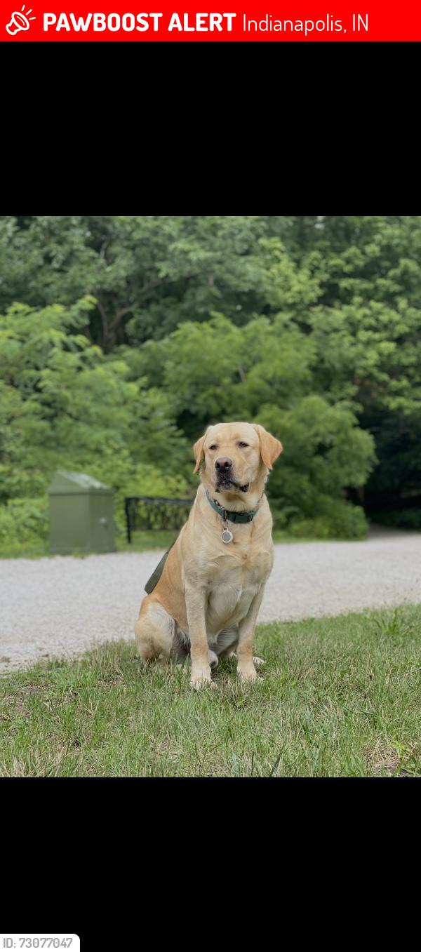 Lost Male Dog last seen 16th and Medford , Indianapolis, IN 46222