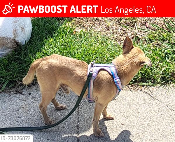 Lost Male Dog last seen Main St / W 101st St, Los Angeles, CA 90003