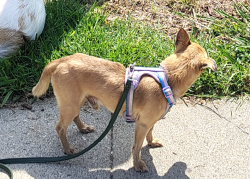 Lost Male Dog last seen Main St / W 101st St, Los Angeles, CA 90003