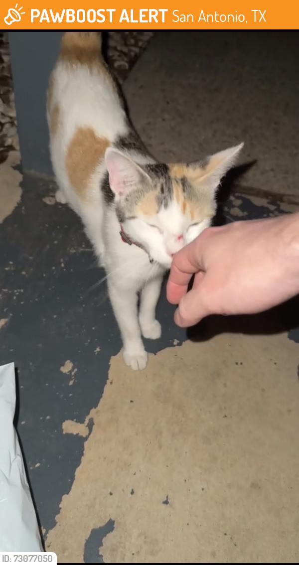 Found/Stray Female Cat last seen Villas at Northgate, San Antonio, TX 78240