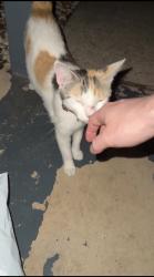 Found/Stray Female Cat last seen Villas at Northgate, San Antonio, TX 78240