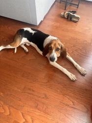 Found/Stray Male Dog last seen Tulip Grove Road and Lebanon Pike, Nashville, TN 37076