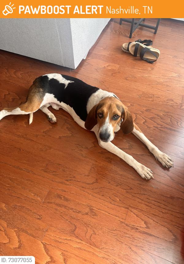 Found/Stray Male Dog last seen Tulip Grove Road and Lebanon Pike, Nashville, TN 37076