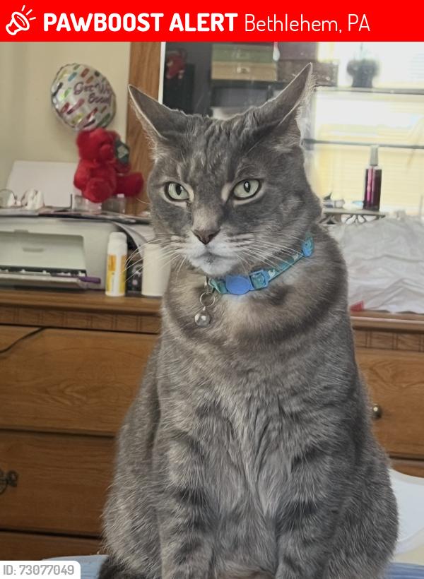 Lost Male Cat last seen Jischke Street, Bethlehem, PA 18015
