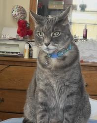 Lost Male Cat last seen Jischke Street, Bethlehem, PA 18015