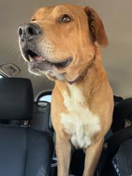 Found/Stray Male Dog last seen Kinai rd, Apple Valley, CA 92307