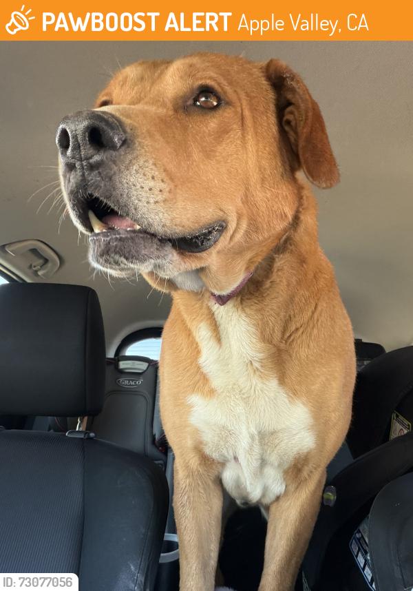 Found/Stray Male Dog last seen Kinai rd, Apple Valley, CA 92307