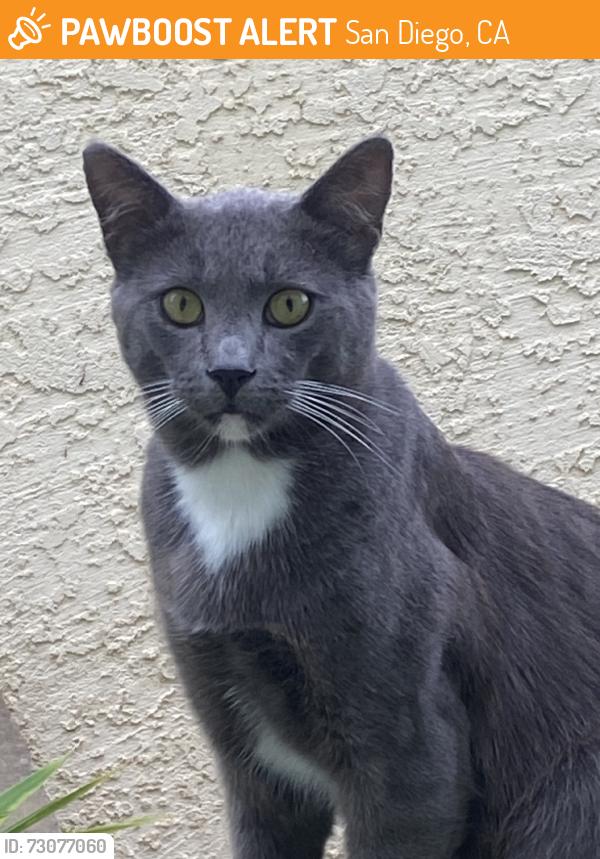 Found/Stray Unknown Cat last seen Cass & Dawes, San Diego, CA 92109