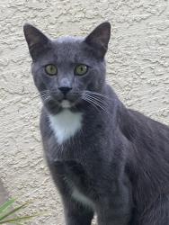 Found/Stray Unknown Cat last seen Cass & Dawes, San Diego, CA 92109
