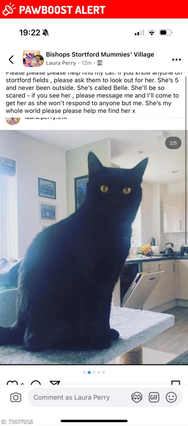 Lost Female Cat last seen CM23 2xj, Hertfordshire, England CM23 2XJ