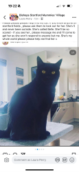 Lost Female Cat last seen CM23 2xj, Hertfordshire, England CM23 2XJ