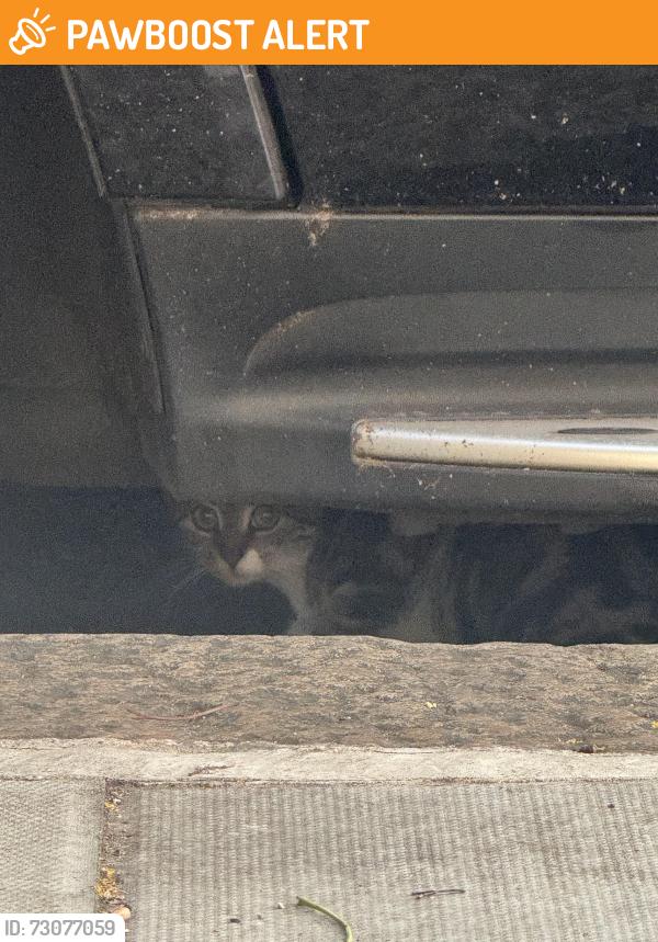 Found/Stray Unknown Cat last seen charles dickens museum, Greater London, England 