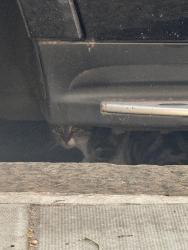 Found/Stray Unknown Cat last seen charles dickens museum, Greater London, England 