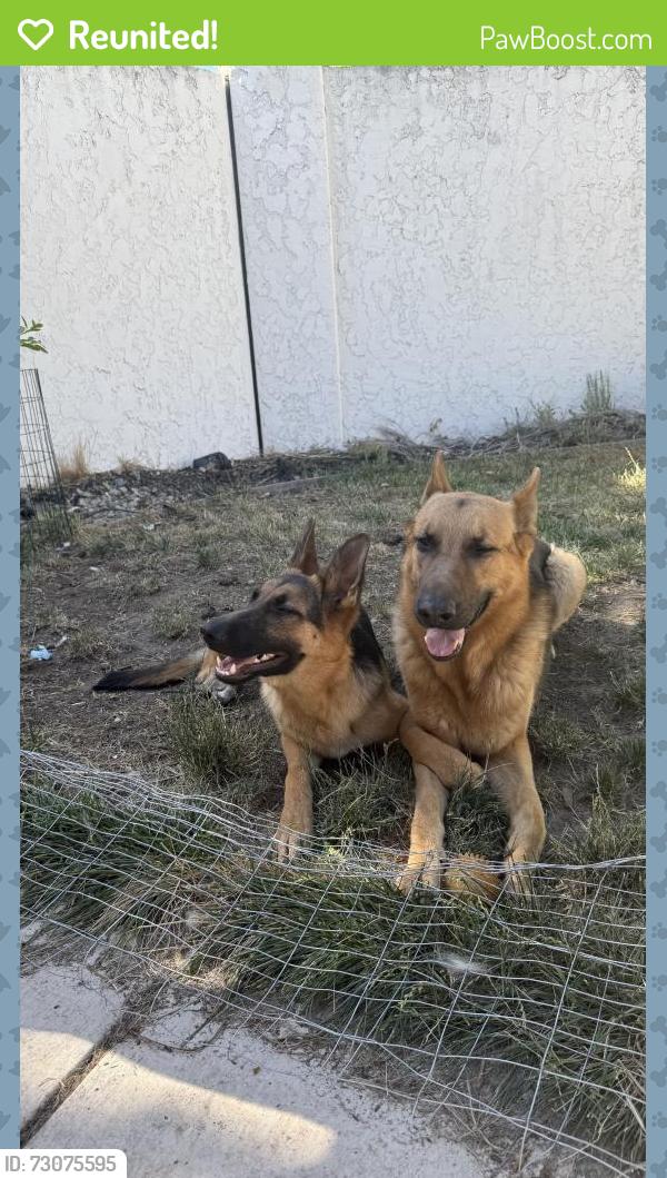 Reunited Female Dog last seen In in out lone tree way way, Antioch, CA 94531