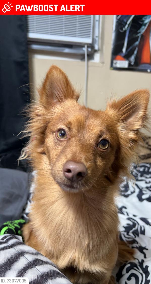 Lost Male Dog last seen Riderwood Ave , Plam Ave, Hacienda Heights, CA 91745