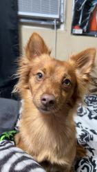 Lost Male Dog last seen Riderwood Ave , Plam Ave, Hacienda Heights, CA 91745