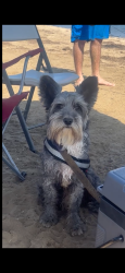 Reunited Male Dog last seen Ann Rd and losee, North Las Vegas, NV 89081