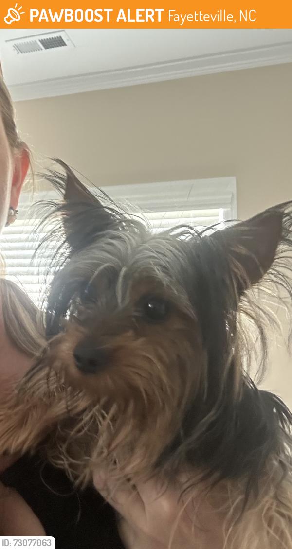 Found/Stray Male Dog last seen Country club, Fayetteville, NC 28301