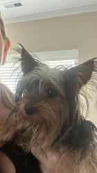 Found/Stray Male Dog last seen Country club, Fayetteville, NC 28301