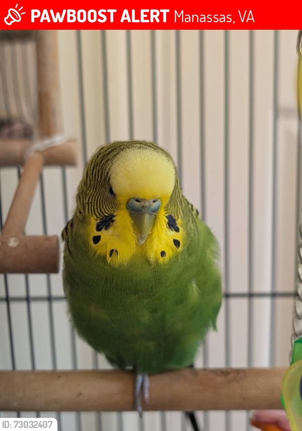 Lost Male Bird last seen HillCrest drive, Manassas, VA 20111