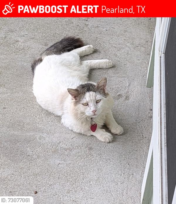 Lost Male Cat last seen Southdown in Pearland, Pearland, TX 77584