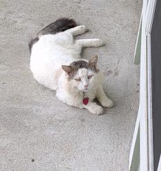 Lost Male Cat last seen Southdown in Pearland, Pearland, TX 77584