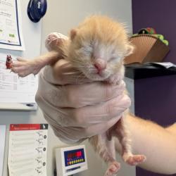 Shelter Stray Male Cat last seen Near E Regal Street, MURRAY CITY, UT, 84107, 511 W 3900 S, Salt Lake City, UT 84123, USA