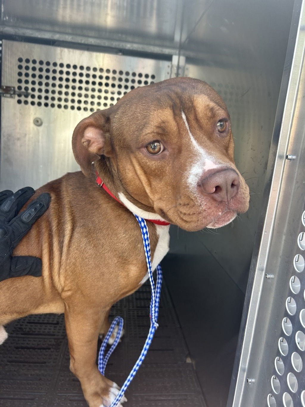 Shelter Stray Male Dog last seen Near Cameron Road, AUSTIN, TX, 78752, 7201 Levander Loop bldg a, Austin, TX 78702, USA