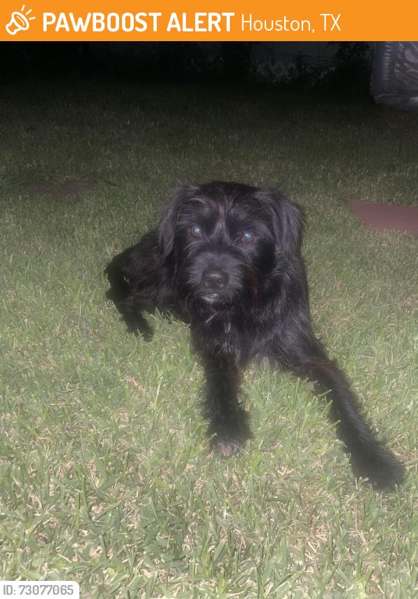 Found/Stray Male Dog last seen Jefferson, Houston, TX 77023