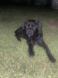 Found/Stray Male Dog last seen Jefferson, Houston, TX 77023