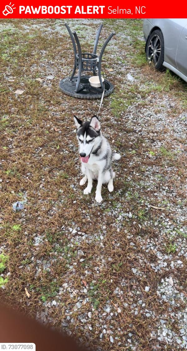 Lost Female Dog last seen Dollar General, Selma, NC 27576