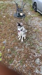 Lost Female Dog last seen Dollar General, Selma, NC 27576