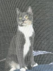Reunited Female Cat last seen Parkvista Circle , San Jose, CA 95136